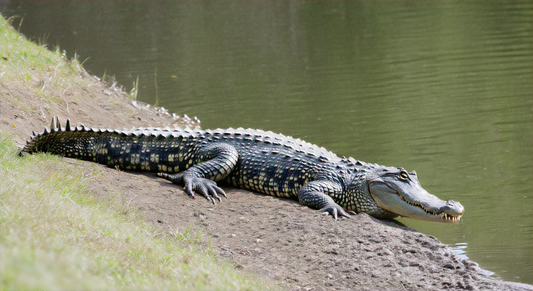 Kayaking with Alligators In and Around Southport / Oak Island, NC