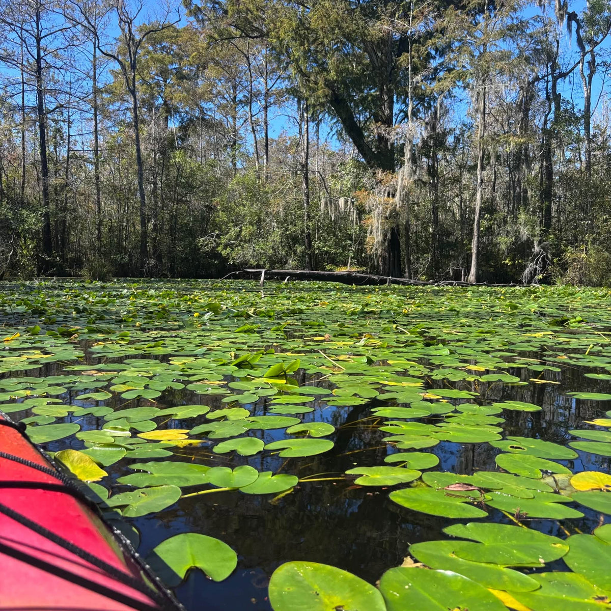 Premium Small-Group Kayak Tours on Rice’s Creek - Winnabow, NC